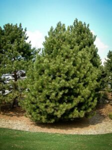 Сосна Чёрная (Pinus Nigra) купить по цене от 270.00р. в интернет-магазине «Посадика» с доставкой почтой в в Россошье и по всей России – [изображение №1].