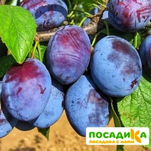 Слива Чачакская ранняя купить по цене от 229.00р. в интернет-магазине «Посадика» с доставкой почтой в в Россошье и по всей России – [изображение №1].