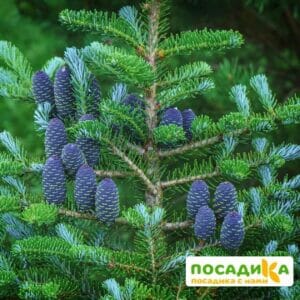 Пихта корейская (Abies koreana) купить по цене от 450.00р. в интернет-магазине «Посадика» с доставкой почтой в в Россошье и по всей России – [изображение №1].