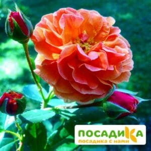 Роза Арабия купить по цене от 350.00р. в интернет-магазине «Посадика» с доставкой почтой в в Россошье и по всей России – [изображение №1].