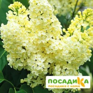 Сирень Примроуз (Primrose) купить по цене от 529.00р. в интернет-магазине «Посадика» с доставкой почтой в в Россошье и по всей России – [изображение №1].