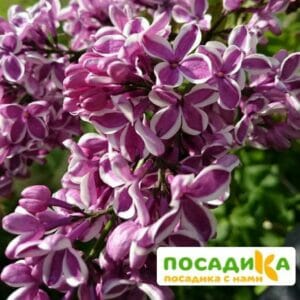 Сирень Сенсация купить по цене от 529.00р. в интернет-магазине «Посадика» с доставкой почтой в в Россошье и по всей России – [изображение №1].