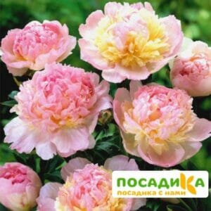 Пион Распберри Сандей (Paeonia Raspberry Sundae) купить по цене от 959р. в интернет-магазине «Посадика» с доставкой почтой в в Россошье и по всей России – [изображение №1].