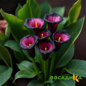 Калла Аура Лейс купить по цене от 400р. в интернет-магазине «Посадика» с доставкой почтой в в Россошье и по всей России – [изображение №1].