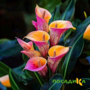 Калла Оникс купить по цене от 450р. в интернет-магазине «Посадика» с доставкой почтой в в Россошье и по всей России – [изображение №1].