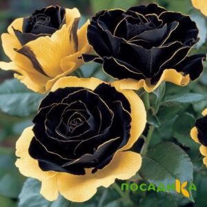 Роза Ханни Сикл купить по цене от 700р. в интернет-магазине «Посадика» с доставкой почтой в в Россошье и по всей России – [изображение №1].