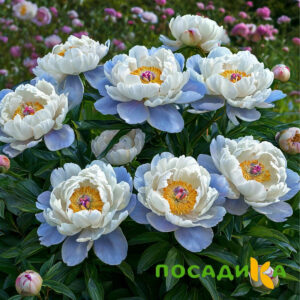 Пион акварельный Этюд купить по цене от 806р. в интернет-магазине «Посадика» с доставкой почтой в в Россошье и по всей России – [изображение №1].