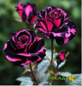 Роза Багровый Шепот купить по цене от 366р. в интернет-магазине «Посадика» с доставкой почтой в в Россошье и по всей России – [изображение №1].