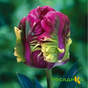 Тюльпан Экзотик Хэвен купить по цене от 186р. в интернет-магазине «Посадика» с доставкой почтой в в Россошье и по всей России – [изображение №1].