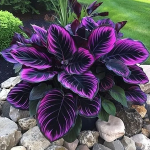 Хоста Люминоза купить по цене от 450р. в интернет-магазине «Посадика» с доставкой почтой в в Россошье и по всей России – [изображение №1].