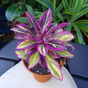 Хоста Сильвер Стик купить по цене от 650р. в интернет-магазине «Посадика» с доставкой почтой в в Россошье и по всей России – [изображение №1].