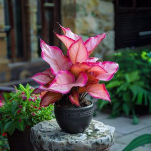 Хоста Розовая Симфония купить по цене от 800р. в интернет-магазине «Посадика» с доставкой почтой в в Россошье и по всей России – [изображение №1].