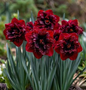 Нарцисс Сапфировый Бриз купить по цене от 3000р. в интернет-магазине «Посадика» с доставкой почтой в в Россошье и по всей России – [изображение №1].