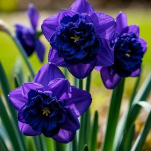 Нарцисс Арт Нуво купить по цене от 378р. в интернет-магазине «Посадика» с доставкой почтой в в Россошье и по всей России – [изображение №1].