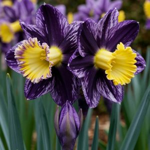 Нарцисс Акропоис купить по цене от 382р. в интернет-магазине «Посадика» с доставкой почтой в в Россошье и по всей России – [изображение №1].