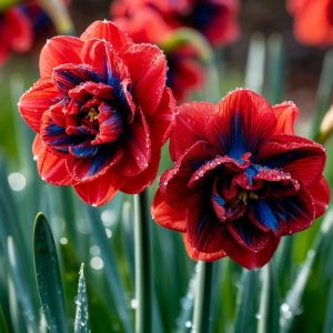 Нарцисс Эрличе купить по цене от 386р. в интернет-магазине «Посадика» с доставкой почтой в в Россошье и по всей России – [изображение №1].