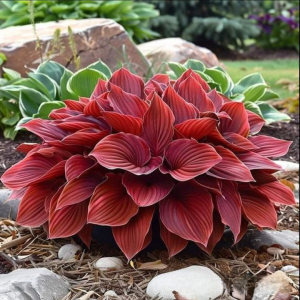 Хоста Малыш Шедевр купить по цене от 421р. в интернет-магазине «Посадика» с доставкой почтой в в Россошье и по всей России – [изображение №1].