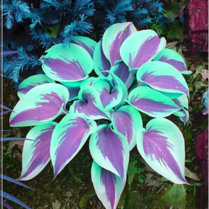 Хоста Висперин Бьюти купить по цене от 379р. в интернет-магазине «Посадика» с доставкой почтой в в Россошье и по всей России – [изображение №1].