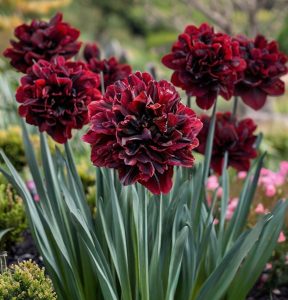 Нарцисс Малиновая Вуаль купить по цене от 3000р. в интернет-магазине «Посадика» с доставкой почтой в в Россошье и по всей России – [изображение №1].