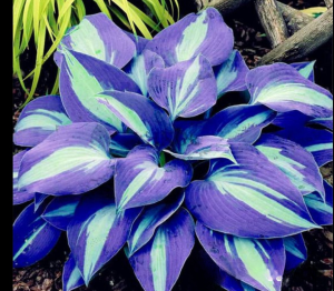 Хоста Аурелия купить по цене от 450р. в интернет-магазине «Посадика» с доставкой почтой в в Россошье и по всей России – [изображение №1].